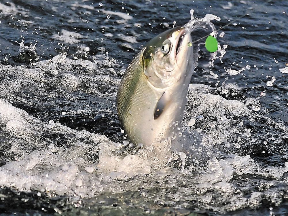 B.C. commercial salmon fishermen discuss cures for an industry on