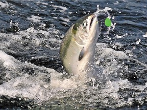 A chinook salmon