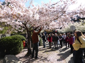 The Vancouver Cherry Blossom Festival celebrates the arrival of spring as the city’s 40,000 cherry trees fill the streets with delicate pink-and-white blooms.