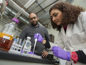 Assistant Prof. Vikram Yadav looks on as PhD student Parisa Chegounian works in their lab at the Chemical and Biological Engineering Department Friday at the University of B.C. Yadav and his team of graduate students are working to identify bacteria that consume toxins in oilsands tailings.