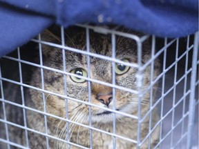 The Saanich delegation said roaming cats are a problem, and should be better controlled for environmental and health reasons.