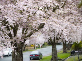 Cherry Blossom trees around Vancouver are in full bloom.