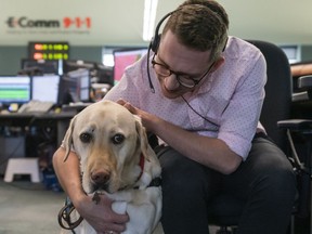 E-Comm training specialist Jordan Robitaille gets a visit from Koltan, a certified assistance dog, at his workstation at the E-Comm call centre in Vancouver on April 8. Koltan, a four-year-old Labrador retriever, will soon be providing emotional support to stressed workers at E-Comm.