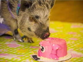 Rosie the emotional therapy pig celebrates a birthday at Czorny Alzheimer Centre in Surrey.