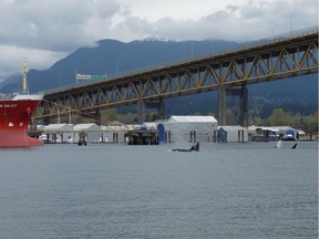 Four orcas were spotted in Vancouver's inner harbour on April 16, 2019. [