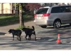 Two large dogs filmed wandering around Surrey on April 24, 2019. There were no animal control officers at work to deal with the dogs. [PNG Merlin Archive]