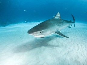 A tiger shark roams underwater. Big Island firefighters could not recover a body floating offshore because a shark pulled it underwater on Sunday, emergency officials said.