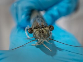 A shrimp from Planet Shrimp's facility in Aylmer, Ont.