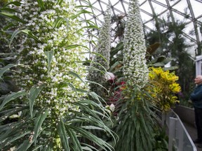 An echium pininana, commonly called a "snow tower" is seen in a recent handout photo at the Bloedel Conservatory in Queen Elizabeth Park, Vancouver.