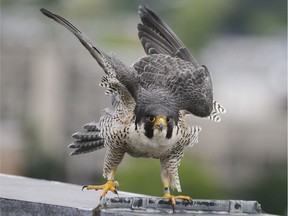 An adult peregrine falcon lands on the edge of a roof in Lowell, Mass.