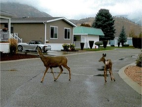 Residents at a mobile home park in Penticton are disappointed that the city will not take action to control deer that are damaging their property. Photo: Robert Cartwright.