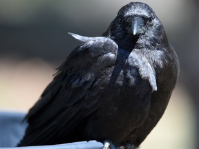 Raven shot in head with blow dart is euthanized in Alaska. A raven perchs on a trash can in the river valley in Edmonton on Monday July 6, 2015.