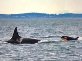 FILE PHOTO: A new orca calf is seen with the southern resident killer whale pod in January. Observers have spotted another calf in the waters off Tofino, B.C.