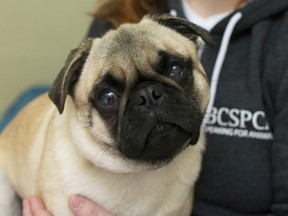 Ziggy the pug needs help paying for surgery. The stray was rescued April 2 on Vancouver Island and transferred to West Vancouver SPCA for extensive care. He is pictured here at the West Vancouver SPCA.