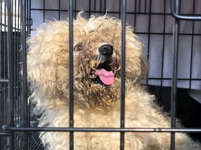 The BC SPCA executed a warrant on May 29 to seize 15 badly neglected Bichon Frise dogs from a Fraser Valley breeder.