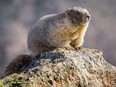 A Yellow-bellied Narmot in Rocky Mountain National Park, Colorado, USA.