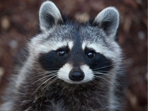 Raccoon (Procyon lotor), also known as the North American raccoon.