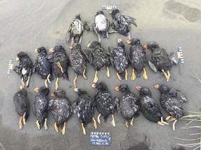 Nineteen tufted puffins found on North Beach, St. Paul, Pribilof Islands, Alaska, on Oct. 19, 2016.