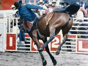 Yeee-haw! A cowboy hangs on riding this bucking bronco at the annual Cloverdale Rodeo and Country Fair, which goes May 17-20.