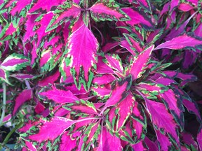 Coleus thrive in the sun and are quite remarkable all by themselves.
