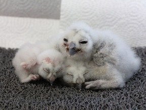 Northern spotted owl chicks are seen in this undated handout photo. Curious bird lovers can now get a glimpse of the youngest member of one of the most endangered creatures in Canada. A webcam has been set up above the nest of a pair of northern spotted owls, just days after a newly hatched chick was placed inside.