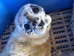 Dwayne "The Rockfish" Johnson is a premature seal pup rescued on May 1, 2019. The pup was cared for at the Vancouver Aquarium's Marine Mammal Rescue Centre, and has now been deemed healthy enough to be released back into the wild.