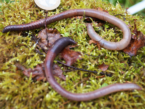 The world’s boreal forests have been largely earthworm-free since the last Ice Age. But as invaders arrive and burrow into the leaf litter, they free up carbon and may accelerate climate change.