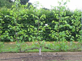 Espaliered trees can be trained along fences, against a wall, over arbours and even on a trellis. Photo: Minter Country Garden