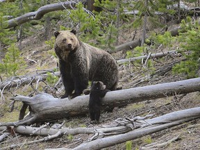 This April 29, 2019 photo provided by the United States Geological Survey shows a grizzly bear and a cub along the Gibbon River in Yellowstone National Park, Wyo. Wildlife officials say grizzly bear numbers are holding steady in the Northern Rockies as plans to hunt the animals in two states remain tied up in a legal dispute.