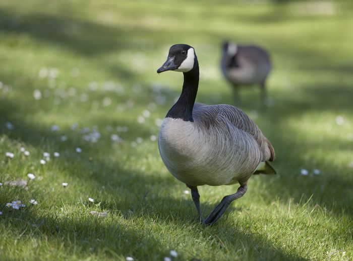 Canada goose 2024 90 2019