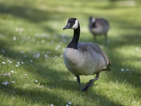 A pair of Canada geese in Stanley Park in Vancouver, BC.