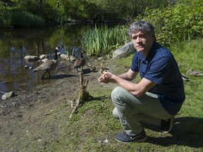 Wildlife biologist Nick Page with Canada geese in Stanley Park in Vancouver on May 10, 2019. As geese populations explode, the Vancouver Park Board must come up with solutions. Photo: Jason Payne/Postmedia