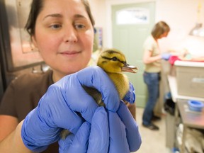 Janelle Stephenson, hospital manager for the non-profit association, urges the public to learn how to recognize and reduce risks to animals from discarded items such as fishing line. Stephenson is over-seeing the care of ducklings at Wildlife Rescue Association of B.C. in Burnaby, May 9, 2019 in this file photo.
