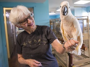 Parrots up for adoption at Greyhaven Exotic Bird Santuary in Delta, on Saturday, May 11, 2019. Jan Robson has been looking for homes for the mostly large macaws and cockatoos since being rescued in the spring of 2016 from the World Parrot Refuge in Coombs on Vancouver Island.