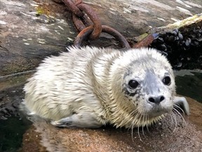 Dwayne "The Rockfish" Johnson is a premature seal pup rescued on May 1. The pup is now being cared for at the Vancouver Aquarium's Marine Mammal Rescue Centre.