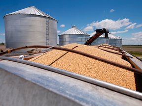 The abrupt drop in exports comes after Canada’s soybean sales to China rose 80 per cent in 2018 compared to a year earlier.