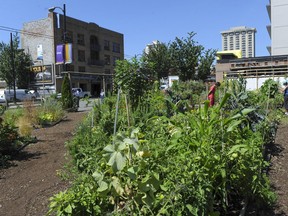 Davie Village Community Garden at the corner of Davie and Burrard Streets in downtown Vancouver in August 2013. (Jason Payne/PNG FILES)