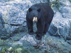 This file photo shows a black bear. It's not known what type of bear bit the young girl in North Vancouver.