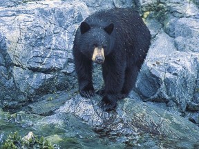 A B.C. black bear.