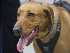 Transit Police dog Blaze