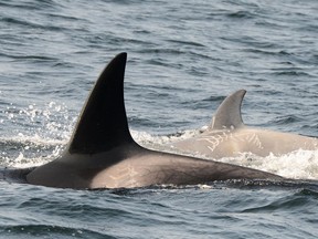 A rare white killer whale, shown in a handout photo, has been spotted off the coast of British Columbia. Jared Towers, an orca ecologist with Fisheries and Oceans Canada, says the young transient killer whale was first seen at the end of November and confirmed again May 17.