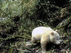 In this April 20, 2019, photo released by Wolong National Nature Reserve, an all white giant panda is captured by an infra-red triggered remote camera at the Wolong Nature Reserve in southwest China's Sichuan province.