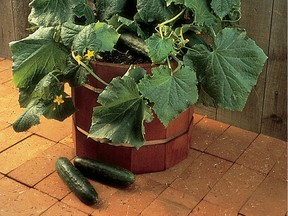 Small space? No problem. Select cucumber varieties are suitable for growing in large containers.