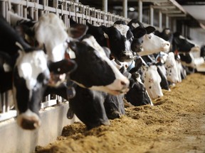 Cows eat at the Skyline Dairy farm near Grunthal, Manitoba on Friday, March 16, 2018.