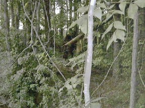 A Bigfoot in northern Georgia in 2008, according to Bigfoot Global LLC.