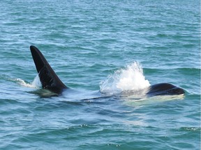 Southern resident killer whales appear to be malnourished.