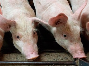 Pigs at the Meloporc farm in Saint-Thomas de Joliette, Que. on June 26, 2019. Canada is investigating the origin of a tainted pork shipment and bogus documents that prompted China to ban Canadian meat and further strained tense relations.