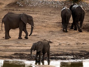 This file photo taken on November 17, 2012 shows African elephants in Hwange National Park in Zimbabwe.