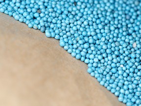 Treated canola seeds sit in a bag on a farm near St. Francois Xavier, Manitoba. China has blocked imports of Canadian canola seed.