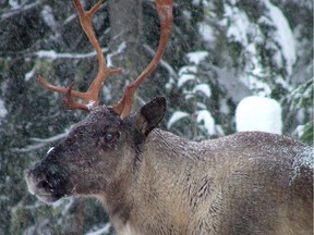 A member of the Southern Selkirk caribou herd moving north through the Selkirk Mountains.